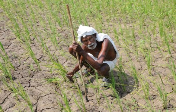 Absurd Monsoon at Madhepura