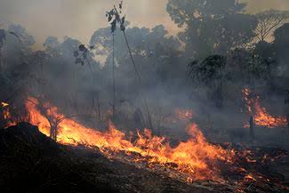 Amazon Forest Fire