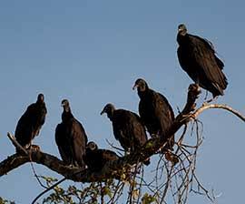 Vultures in corona time